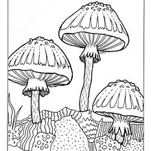 ilustracion botanica 2. Un proyecto de Ilustración botánica e Ilustración con tinta de Lucia Lara - 17.02.2021