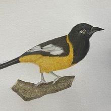 Mi Proyecto del curso: Ilustración naturalista de aves con acuarela. Een project van  Creativiteit y Fotografie van Bilitza Rivero - 17.02.2021