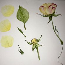First watercolor botanical course exercises. . Watercolor Painting project by joskabarr - 02.18.2021