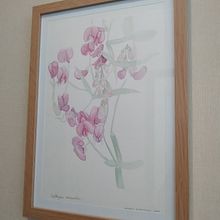 Acuarela flores moradas / Lathyrus odoratus Ein Projekt aus dem Bereich Architektur und Bildende Künste von Andrea Zamorano R. - 18.02.2021