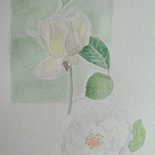 Acuarela flores blancas. Un projet de Architecture , et Beaux Arts de Andrea Zamorano R. - 19.02.2021