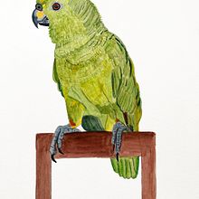 My project in Naturalist Bird Illustration with Watercolors course-Nora (herli18). Un proyecto de Dibujo artístico de Nora Ananos - 12.03.2021