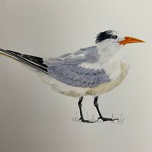 My project in Naturalist Bird Illustration with Watercolors course. Traditional illustration project by Liz - 02.20.2021