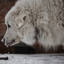 My project in Lifestyle Dog Photography course Ein Projekt aus dem Bereich Fotografie von ataribeats - 20.02.2021