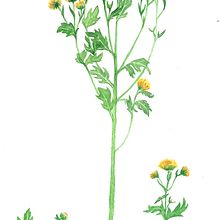 My project in Botanical Watercolor: Illustrate the Anatomy of Flowers course. Watercolor Painting project by Anastasiia Slobodianiuk - 02.22.2021