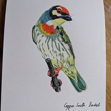 Coppersmith Barbet. Naturalistic Illustration project by tinavaz_g - 02.22.2021