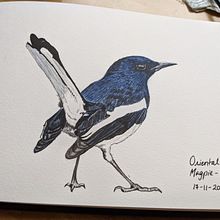 Magpie Robin. Naturalistic Illustration project by tinavaz_g - 02.22.2021