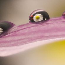 My project in Introduction to Macro Photography course: white flower. Un proyecto de Fotografía de Maria Dolores Manrique - 24.02.2021