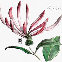 GÉMINIS - Madre Selva . Un proyecto de Ilustración editorial, Ilustración tradicional, Ilustración digital y Pintura a la acuarela de Vanessa Alvarez Vaello - 24.02.2021