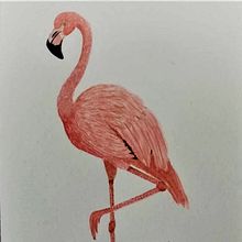 Mi Proyecto del curso: Ilustración naturalista de aves con acuarela. Un progetto di Pittura ad acquerello di Eli Candiani - 26.02.2021