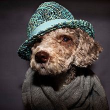 Mi Proyecto del curso: Introducción a la fotografía de perros. Portrait Photograph, Studio Photograph, Fashion Photograph, and Commercial Photograph project by Rosa Garcia - 03.02.2021