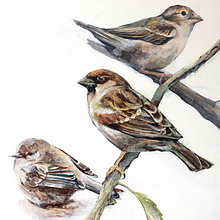 Garden Birds: Sparrows. Un proyecto de Bellas Artes, Pintura al óleo y Pintura de Laura Clark - 26.02.2021