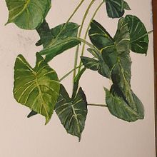 My project in Botanical Illustration with Watercolors course. Botanical Illustration project by Didier Van Impe - 02.26.2021