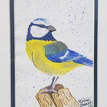 Eurasian blue tit - Watercolor Birds. Projekt z dziedziny Malowanie akwarelą użytkownika Tiffani Sahara - 30.12.2020