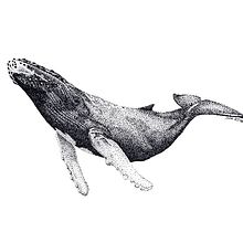 Fauna a Puntitos. Un progetto di Illustrazione naturalistica di Puli Ríos Barahona - 28.02.2021