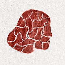 Bi txantxangorri. Traditional illustration project by Sandra Garayoa - 07.28.2020