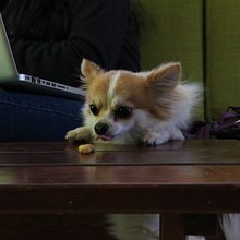 Mis Perritos. Un projet de Photographie de Carlos Falcón - 28.02.2021