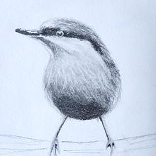 Pájaro en blanco y negro a lápiz y con acuarela.. Traditional illustration project by Sandra Trejo - 02.28.2021