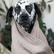 Pengi. Un progetto di Fotografia di Lili Kovács - 01.03.2021