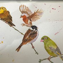 Birds on a branch. Watercolor Painting project by John Knapton - 03.01.2021