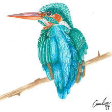 Ilustración naturalista de aves con acuarela. Naturalistic Illustration project by Andrea Bustos León - 03.02.2021