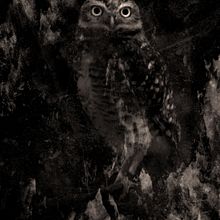 Ojos en la Oscuridad. Un projet de Beaux Arts, Art conceptuel, Photographie, Photographie artistique , et Retouche photographique de Anderson - 02.03.2021
