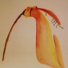 Mi Proyecto del curso: Acuarela botánica: ilustra la anatomía de las flores Ein Projekt aus dem Bereich Aquarellmalerei von Patricia Brandi - 03.03.2021