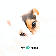 Pet Clinic. Un proyecto de Diseño, Diseño mobile y UX / UI de Jimena Daiana Nieto - 03.03.2021