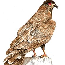 Meu projeto do curso: Ilustração naturalista de aves com aquarela Gavião. Een project van Aquarelschilderen van Vera Elenita Medeiros - 06.03.2021