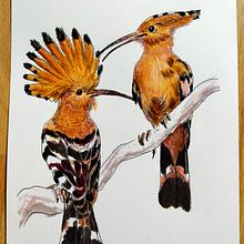 Mi Proyecto del curso: Ilustración naturalista de aves con acuarela. Un proyecto de Bellas Artes de Angelika Villalta Soto - 06.03.2021