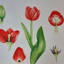 Mi Proyecto del curso: Ilustración botánica con acuarela. Projekt z dziedziny R, sunek botaniczn i Malowanie akwarelą użytkownika Camila González Acevedo - 04.03.2021