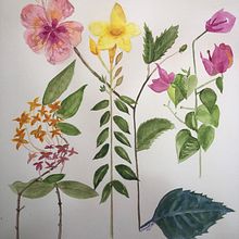 Mi Proyecto del curso: Ilustración botánica con acuarela. Watercolor Painting project by Ivannia Lazzaro - 03.04.2021