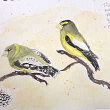 Evening Grosbeaks. Pintura em aquarela projeto de joconnor3329 - 27.03.2021