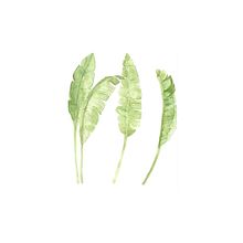 My project in Botanical Illustration with Watercolors course- Banana leaves and pattern. Projekt z dziedziny R i sunek botaniczn użytkownika Elena Mileva- Krasteva - 06.03.2021