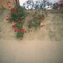 Meu projeto do curso: Fotografia profissional: gestão de carreira para freelance. Film Photograph project by Gabriela Vasconcellos - 03.09.2021