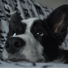 Mi Proyecto del curso: Fotografía lifestyle de perros. Un progetto di Fotografia lifest e le di alexandra_e_s - 06.03.2021