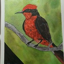 Mi Proyecto del curso: Mosquero Cardenal. Traditional illustration project by Miguel Angel Benites Bolivar - 03.06.2021