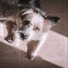 Mi Proyecto del curso: Fotografía lifestyle de perros. Photograph, Mobile Photograph, and Portrait Photograph project by Raquel Cascales Dorta - 03.07.2021