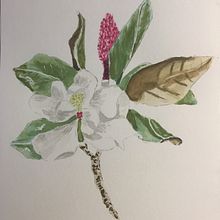 Mein Kursprojekt: Botanische Illustration mit Wasserfarben. Pintura em aquarela projeto de aohle - 07.03.2021