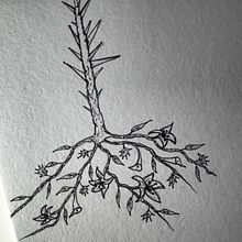 FLOWERS AND THORNS. Un progetto di Bozzetti, Disegno a matita, Disegno e Sketchbook di Lav Trif - 08.03.2021