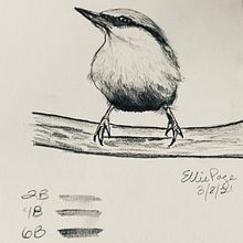 pencil bird. Un proyecto de Pintura a la acuarela de Ellie Page - 09.03.2021