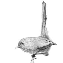 Tara Kate - recent work. Projekt z dziedziny Trad, c i jna ilustracja użytkownika Tara Kate - 09.03.2021