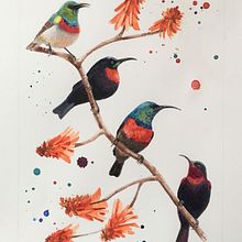 Sunbirds of Zululand. Un proyecto de Ilustración tradicional de Jennie Harborth - 10.03.2021
