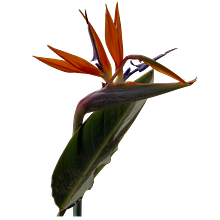 Un Jardín. Estudio de color. . Collage, Photographic Composition, Concept Art, Creativit, Design, Digital Design, Photograph, Fine-Art Photograph, Photomontage, Photo Retouching, and Video project by Gara Béjar Millet - 09.10.2020