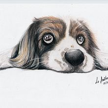 Dibujo con lápices de colores. Perrete. Drawing, and Realistic Drawing project by Sandra Ruiz Esteban - 03.10.2021