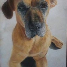 Retrato de mascota. Un progetto di Disegno a matita, Disegno artistico e Disegno di ritratti di Aldy Gonzalez - 11.03.2021