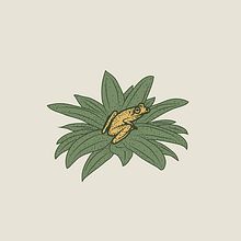 AMPHIBIA. Un progetto di Br, ing, Br, identit e Illustrazione tradizionale di Fabry Salgado - 07.02.2021