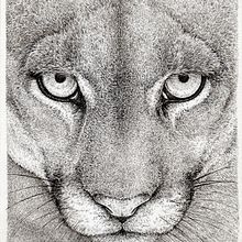 Animals /ink. Traditional illustration, Ink Illustration, and Naturalistic Illustration project by Cristina Gutiérrez - 03.01.2020