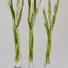 My project in Illustrating Nature: A Creative Exploration course. Een project van Aquarelschilderen van Denise Bull - 12.03.2021