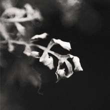 • Pollinis •. Un progetto di Fotografia e Fotografia artistica di Lucas Ofero - 13.03.2021